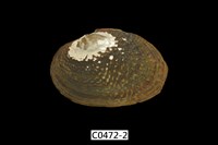 藏品(蚌)的圖片